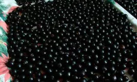 Сбор и хранение урожая