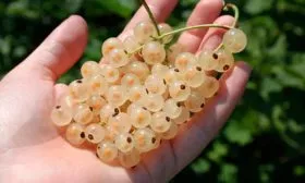 Вкус и назначение ягод