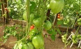 кусты