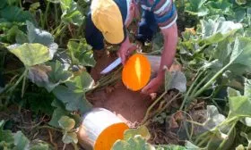 Дальнейшее выращивание