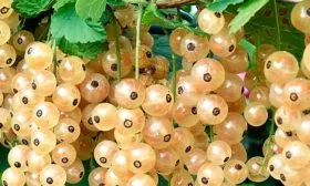 Урожайность