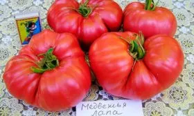 Описание куста и плодов2