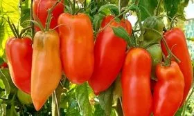 Характеристики