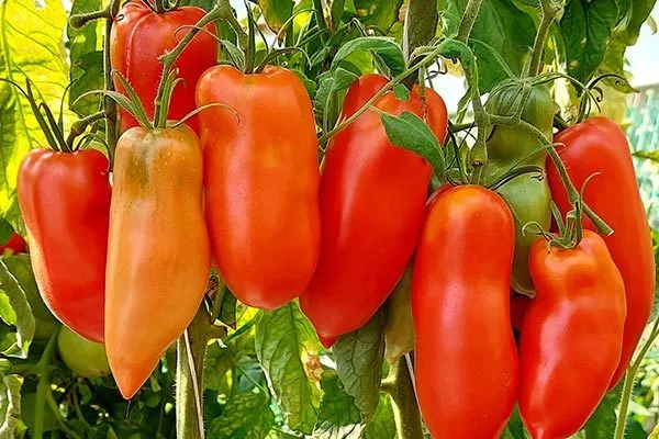 Характеристики