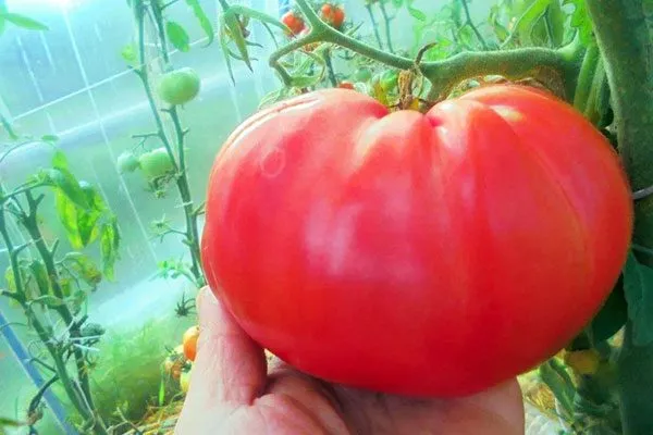 Сроки созревания, урожайность и область применения плодов