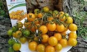 Исторические факты и сфера выращивания