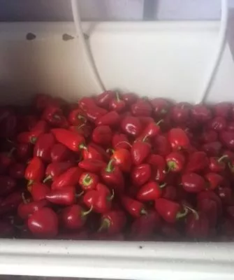 Консервированный болгарский перчик для фаршировки зимой