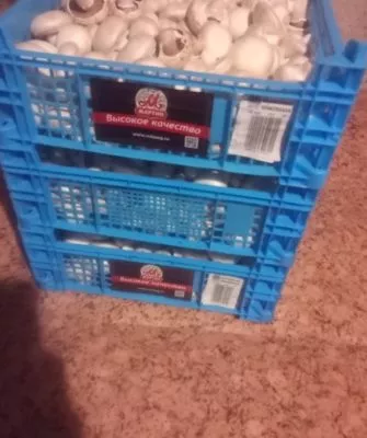 Консервирование шампиньонов дома