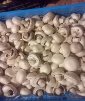 Консервирование шампиньонов дома