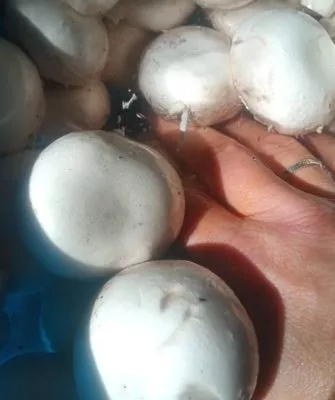 Консервирование шампиньонов дома