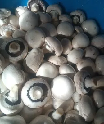 Консервирование шампиньонов дома