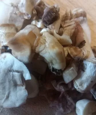 Консервирование шампиньонов дома