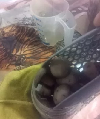 Консервирование шампиньонов дома