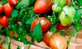 История появления, описание куста и плодов