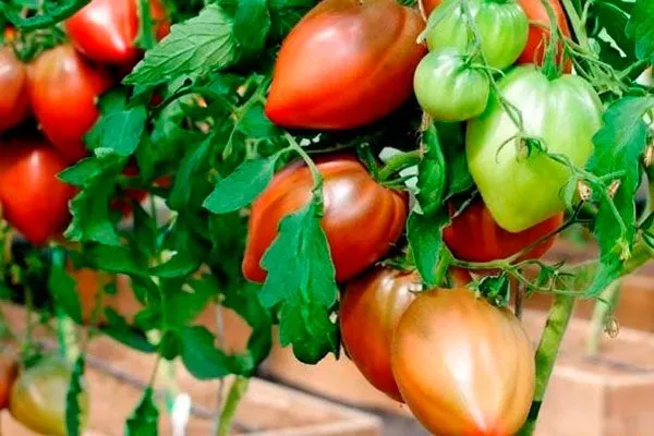 История появления, описание куста и плодов