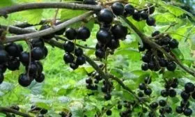 История выведения и описание сорта