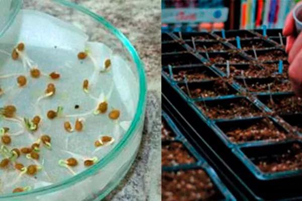 Как подготовить семена