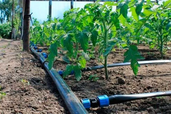 Как поливать и подкармливать томаты