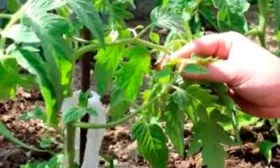 Как-сажать-томат-Золотой-Кенигсберг-в-грунт