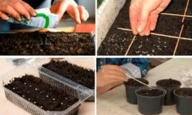 Как сеять томаты