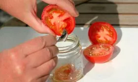 Как собрать семена