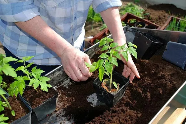 Как вырастить рассаду правильно