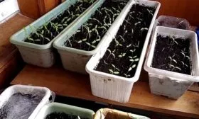 Как вырастить рассаду_6