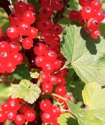 каскад смородина 2