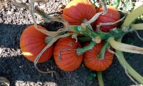 История и регионы выращивания