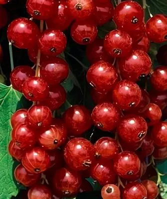 Красная-смородина-Ролан