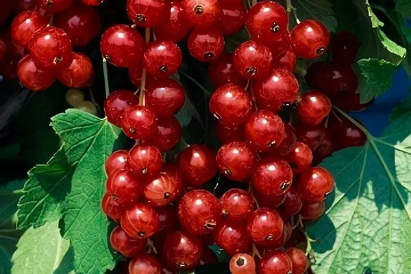 Красная-смородина-Ролан