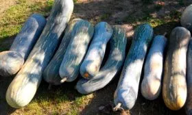 Продуктивность, время созревания