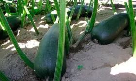 Требования к климату и регионы выращивания