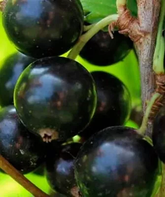 Описание ягод