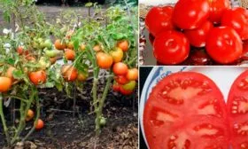 Основные характеристики