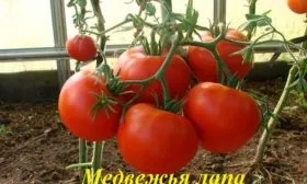 Описание куста и плодов