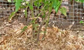 Мульчирование