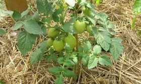 Мульчирование