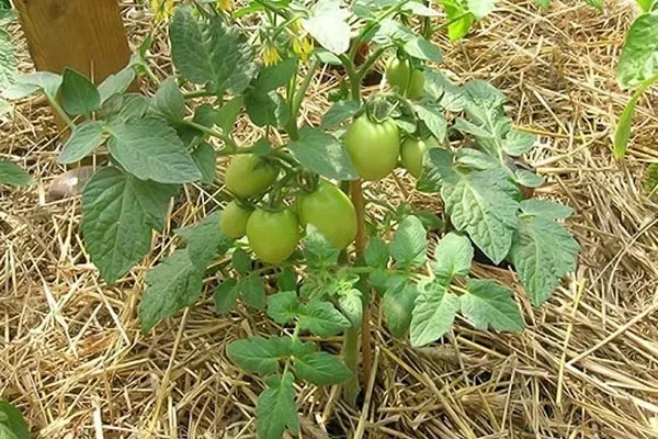 Мульчирование