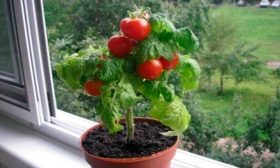 На подоконнике