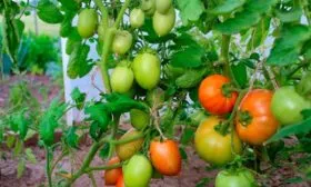 Нюансы-выращивания-в-открытом-грунте