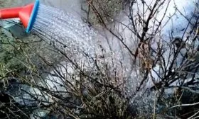 Обливание и закаливание кустиков