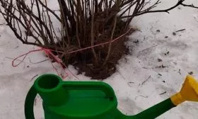 Обливание и закаливание кустиков, зимовка