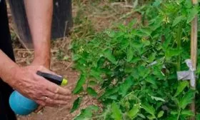 Обработка-и-профилактика-от-заболеваний-и-вредителей