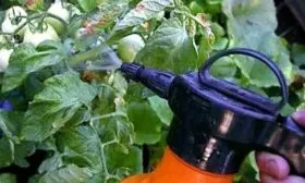 Обработка и профилактика от заболеваний и вредителей