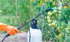 Обработка и профилактика от заболеваний и вредителей