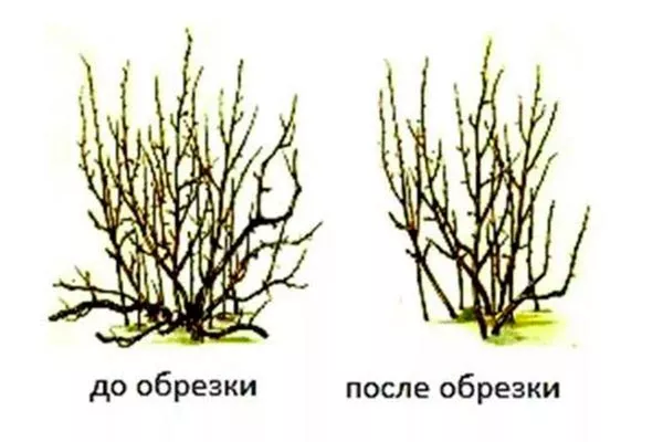 Обрезка формирующая, санитарная, омолаживающая