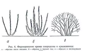 Обрезка и формирование куста
