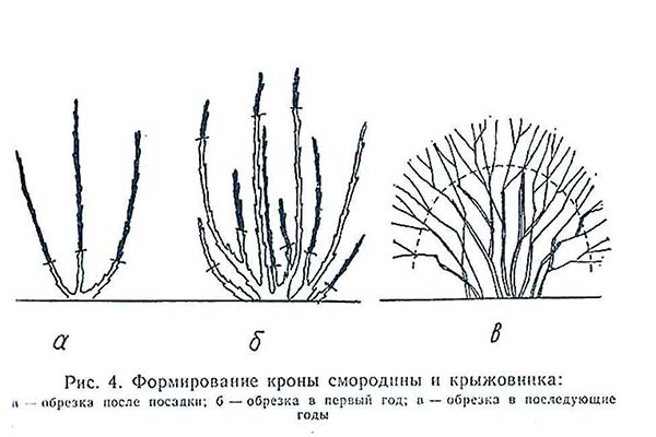 Обрезка и формирование куста