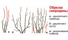 Обрезка и формирование куста